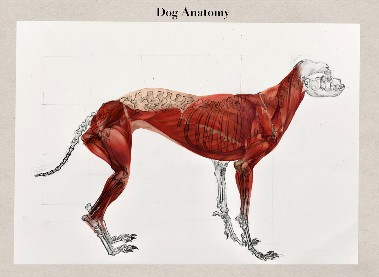 Dog Anatomy